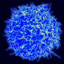 T-cells